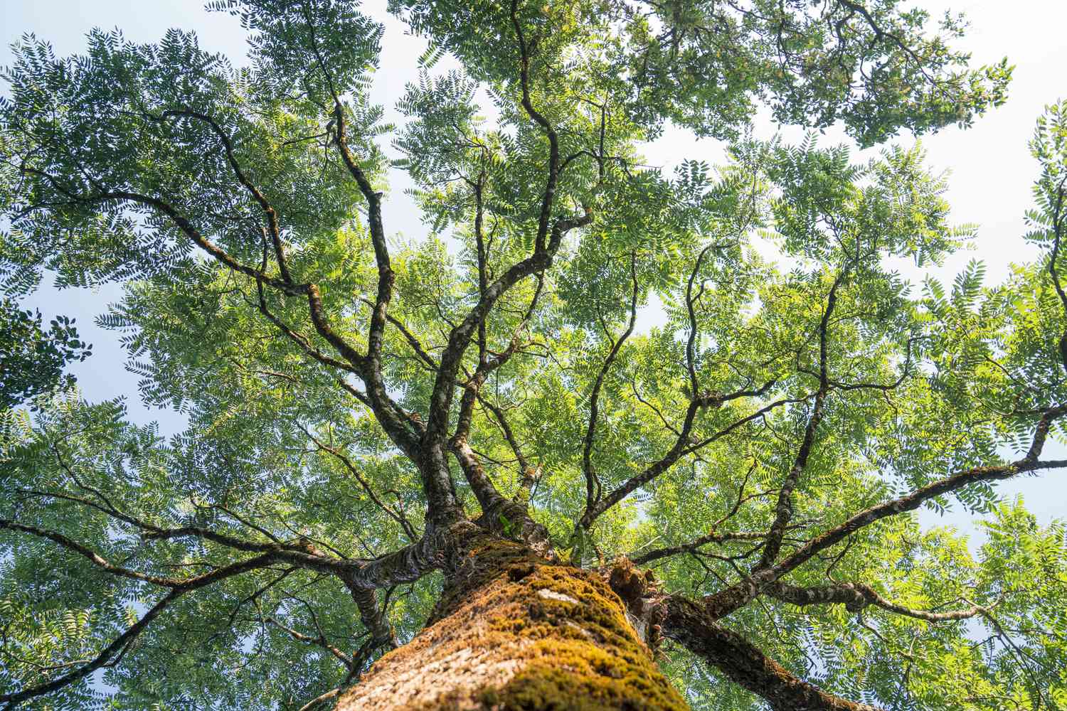 Discover the Remarkable Role of Trees
