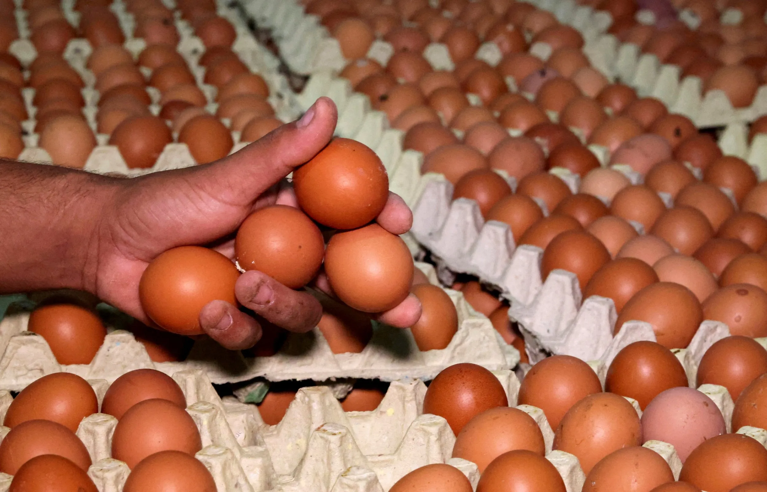 Supermarket retailers start rationing eggs due to avian flu outbreak